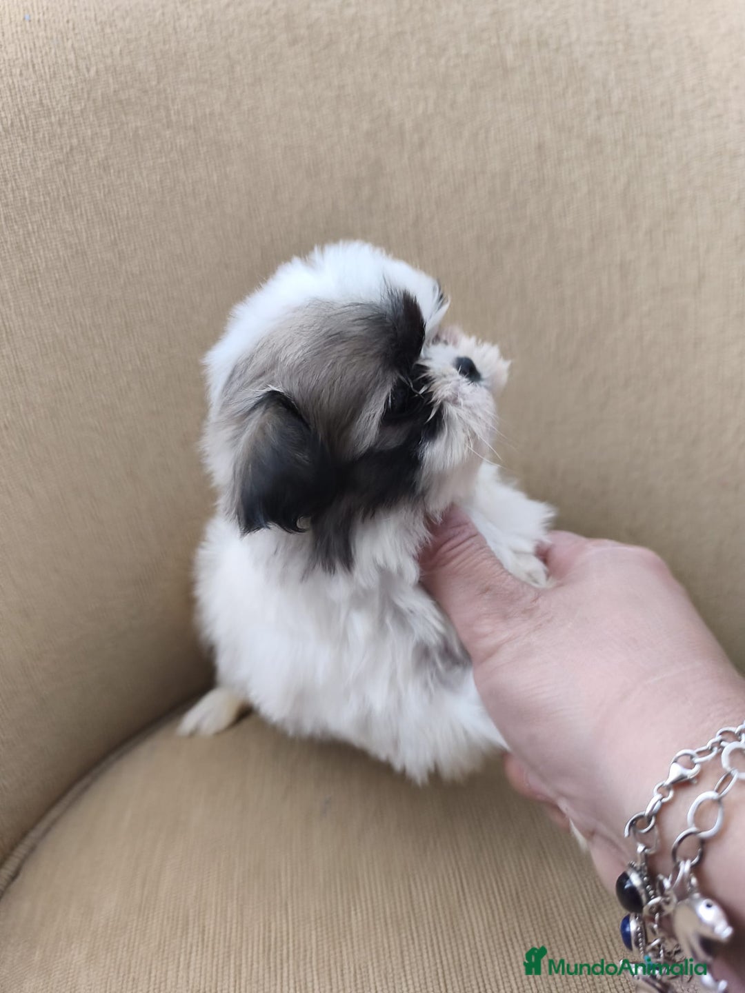 Shih Tzu perros en venta: Shihtzu - Anuncio 2