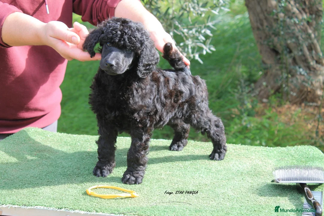 Caniche Gigante perros en venta: Cachorro caniche gigante macho negro  - Anuncio 1