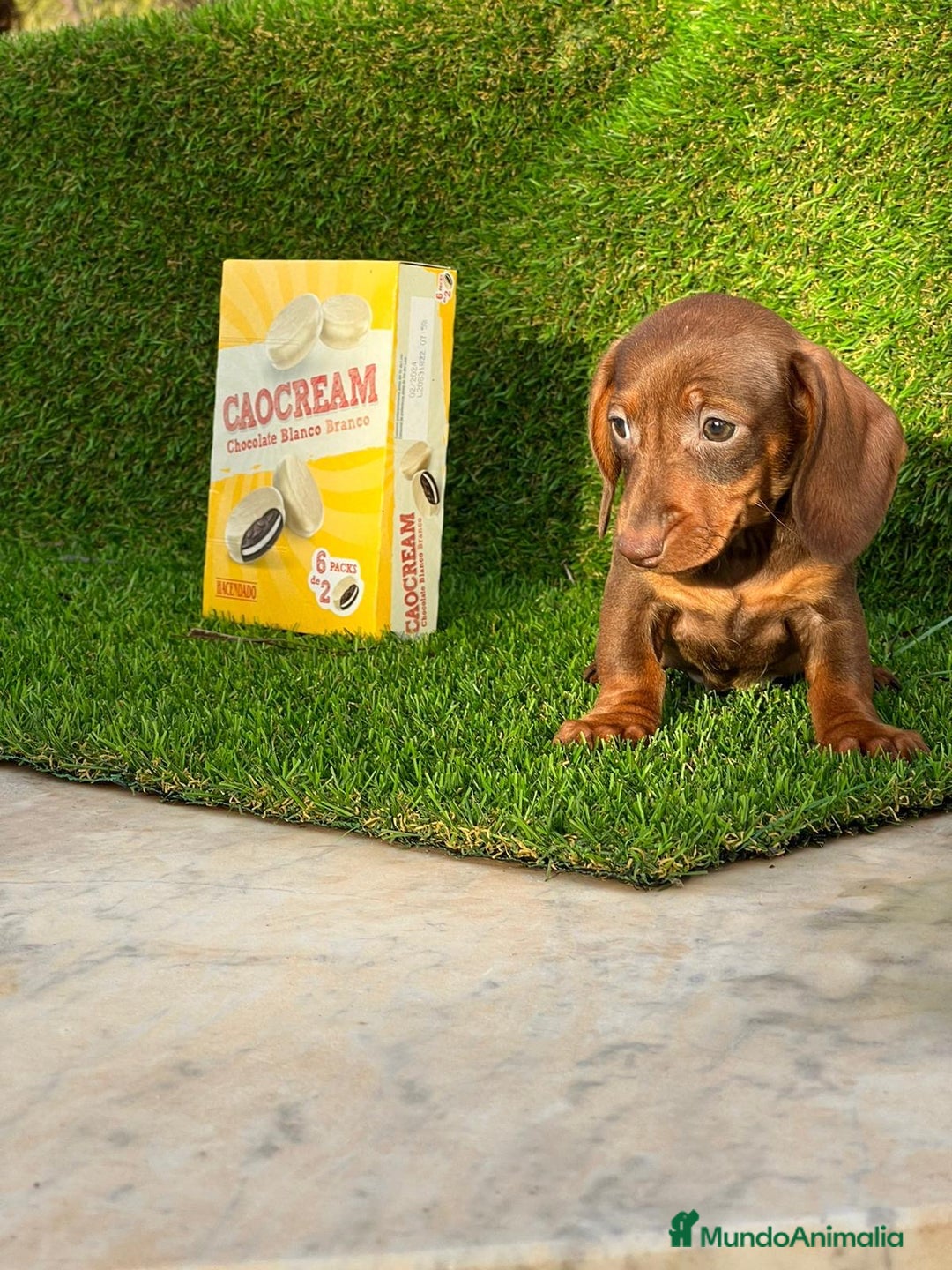 Teckel perros en venta: DACHSHUND MINIATURA //// ASTURIAS  - Anuncio 1