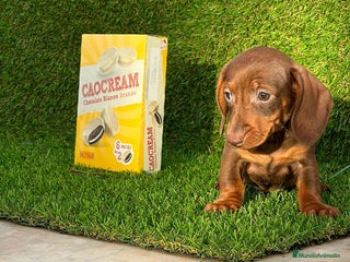 Teckel perros DACHSHUND MINIATURA //// ASTURIAS - Anuncio 3