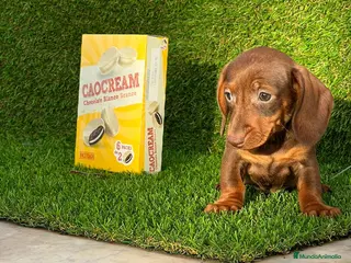 Teckel perros DACHSHUND MINIATURA //// ASTURIAS - Anuncio 28