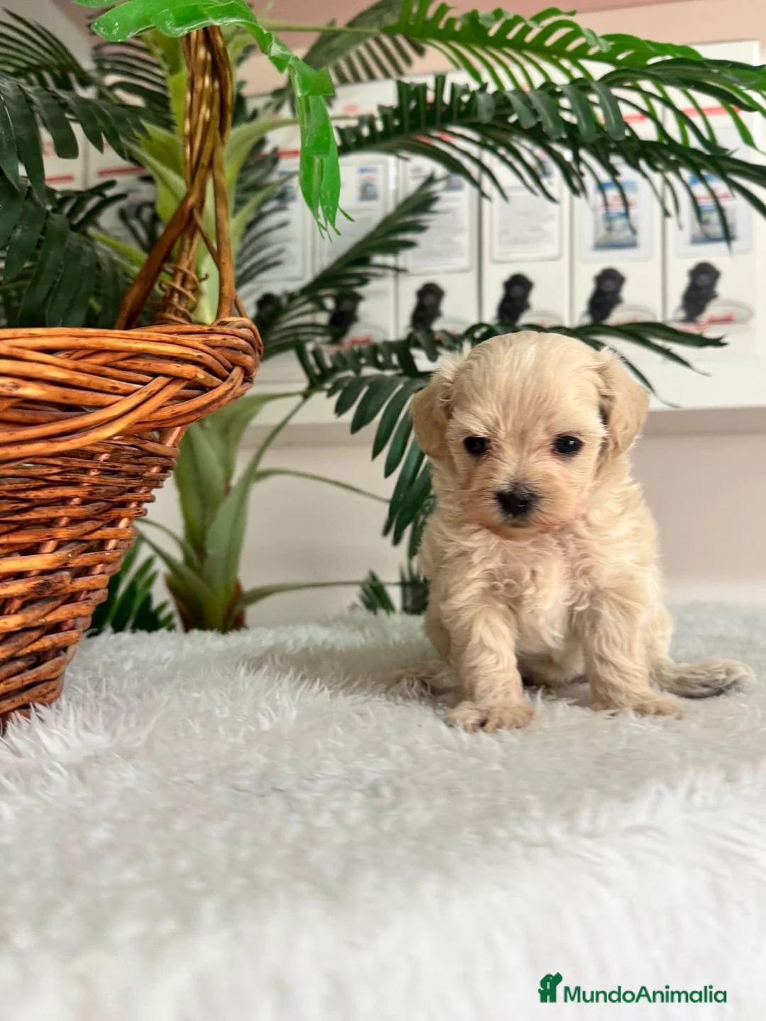 Maltipoo perros en venta: MALTIPOO COREANO - MACHO - Anuncio 2