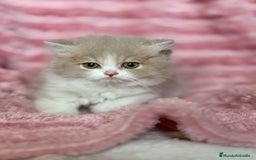 Británico de Pelo Largo gatos en venta: Monísimo gatito British  - Imagen 6