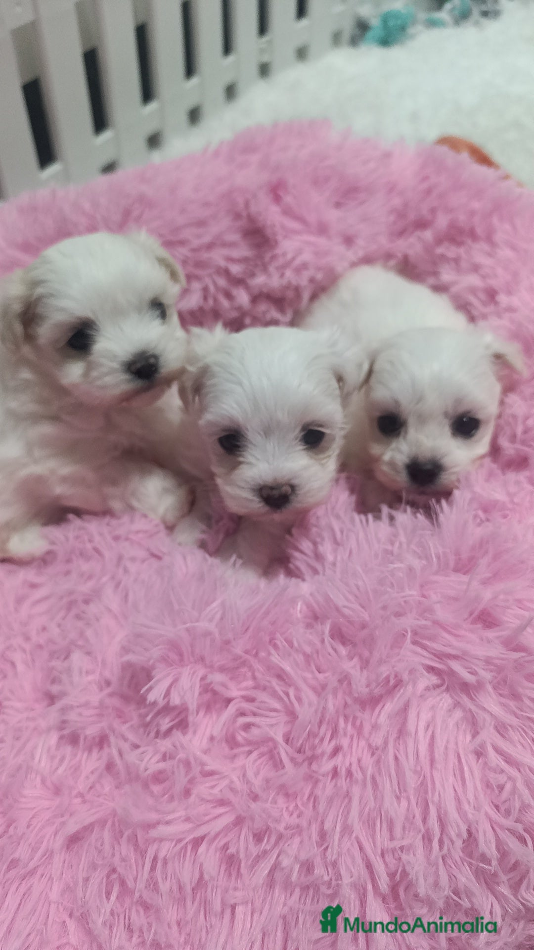Bichón Maltés perros en venta: Bichón maltés coreanos  - Anuncio 1
