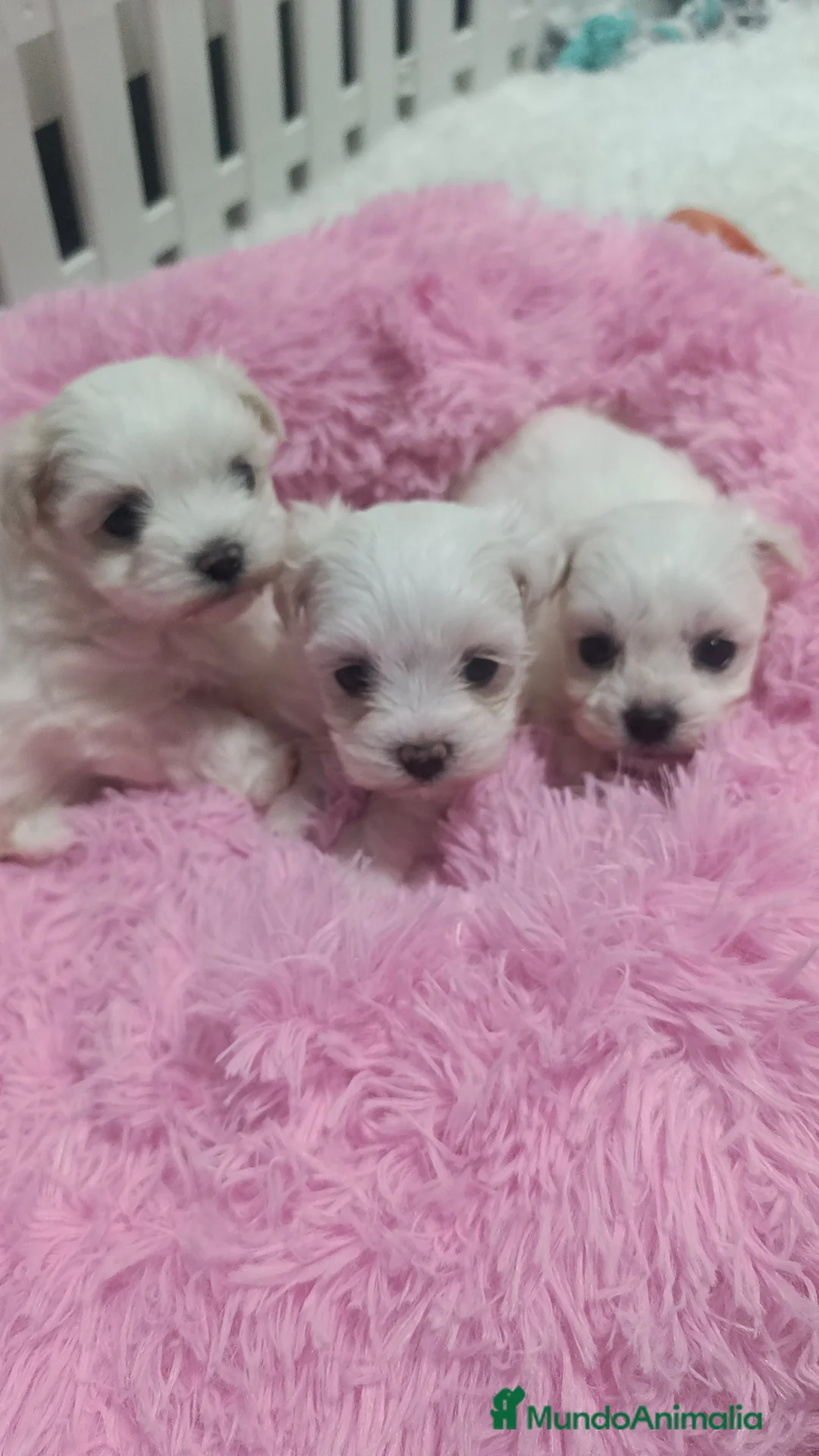 Bichón Maltés perros en venta: Bichón maltés coreanos  - Anuncio 1