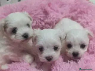 Bichón Maltés perros Bichón maltés coreanos - Anuncio 16