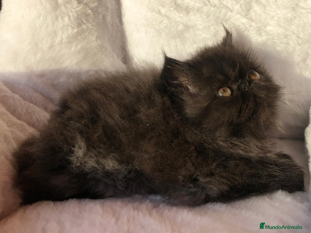 Persa gatos en venta: GATITO PERSA NEGRO - Anuncio 2