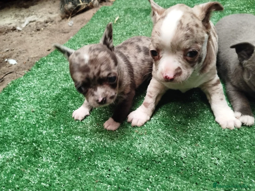 Chihuahua perros en venta: Camada de chihuahuas línea rusa. - Anuncio 6