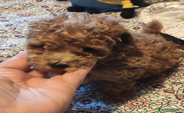 Caniche Toy perros en venta - Anuncio 1