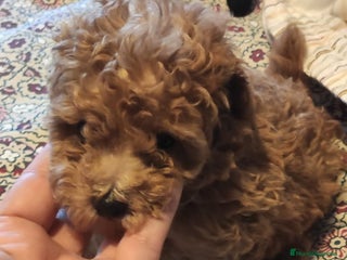 Caniche Toy perros - Anuncio 7