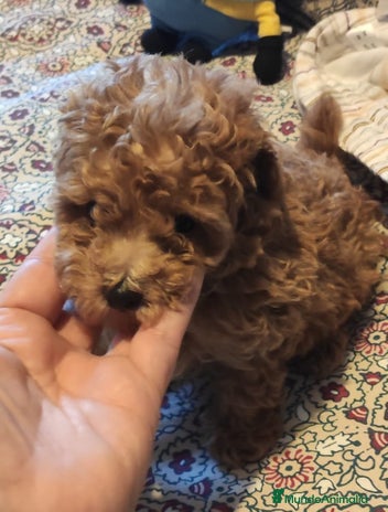 Caniche Toy perros - Anuncio 2