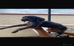 Braco Alemán de Pelo Corto perros en venta: BRACO ALEMÁN IMPRESIONANTE - Imagen 4