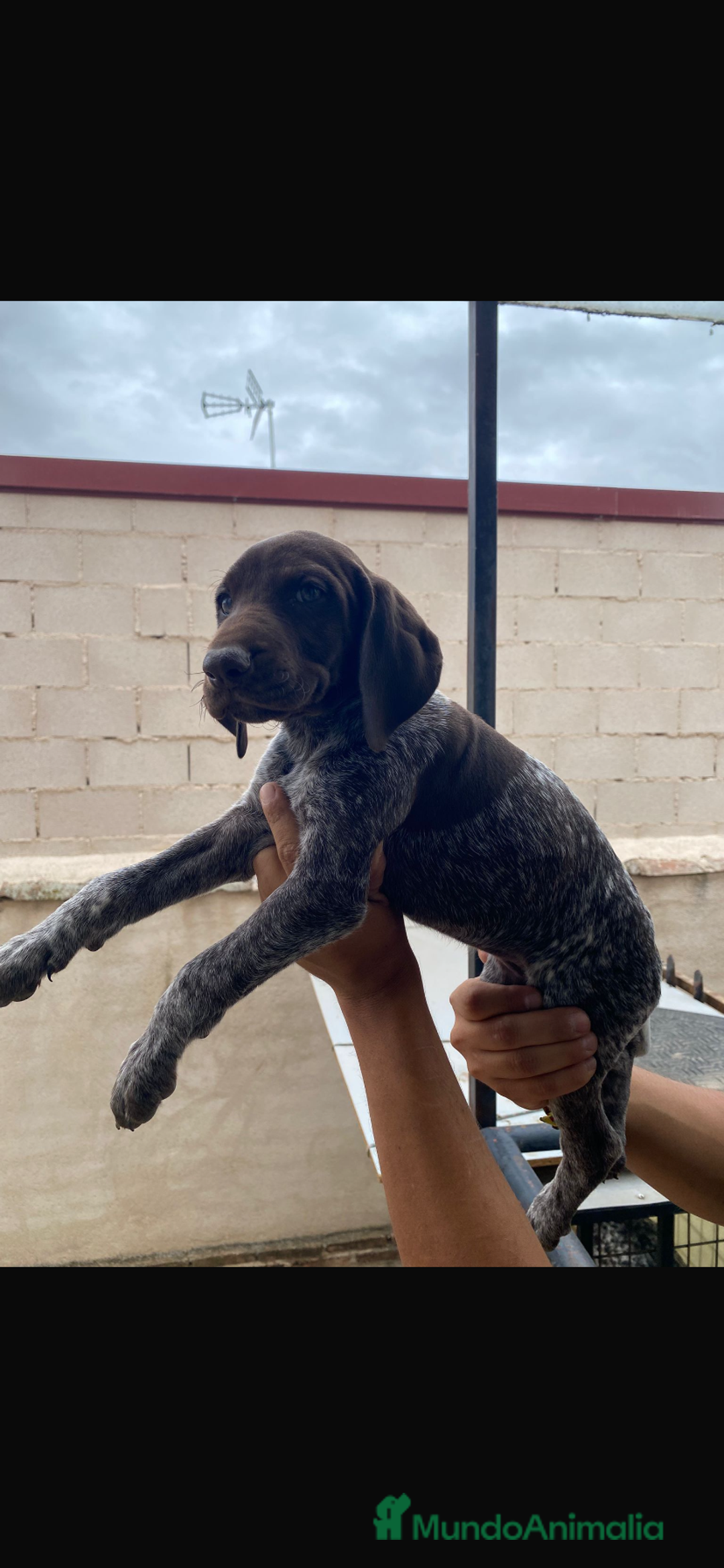 Braco Alemán de Pelo Corto perros en venta: BRACO ALEMÁN IMPRESIONANTE - Imagen 4