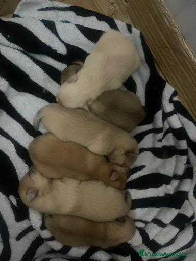 Imagen de galería {{count}}