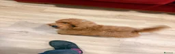 Caniche Toy perros en venta: Soy Chusito!!  - Anuncio 10