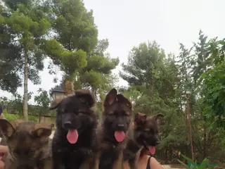 Pastor Alemán perros Pastores alemanes de trabajo - Anuncio 36