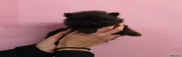 Pomerania perros en venta: Lulú de Pomerania - Anuncio 5