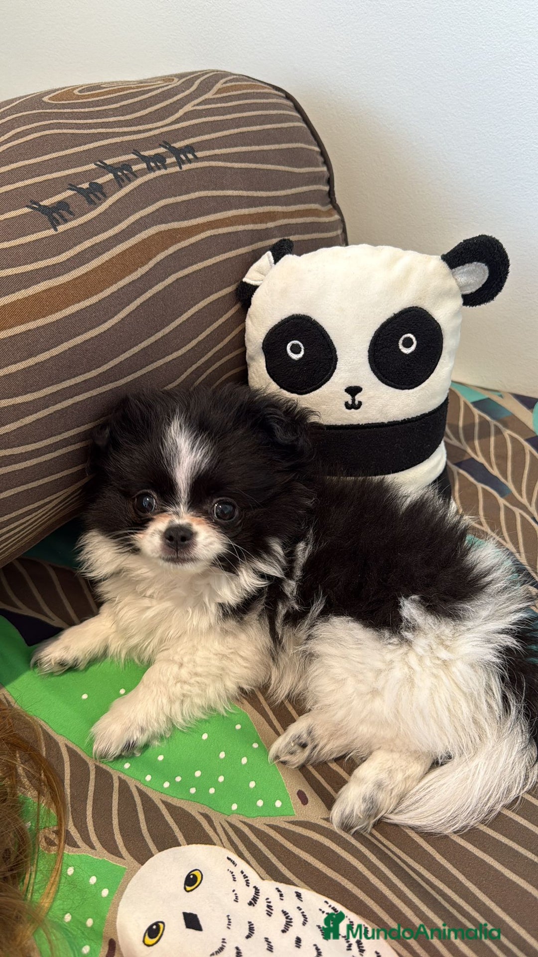 Chihuahua perros en venta: Chihuahua toy pelo largo ruso - Anuncio 1