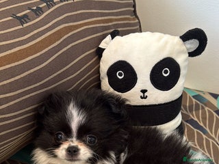 Chihuahua perros Chihuahua toy pelo largo ruso - Anuncio 1