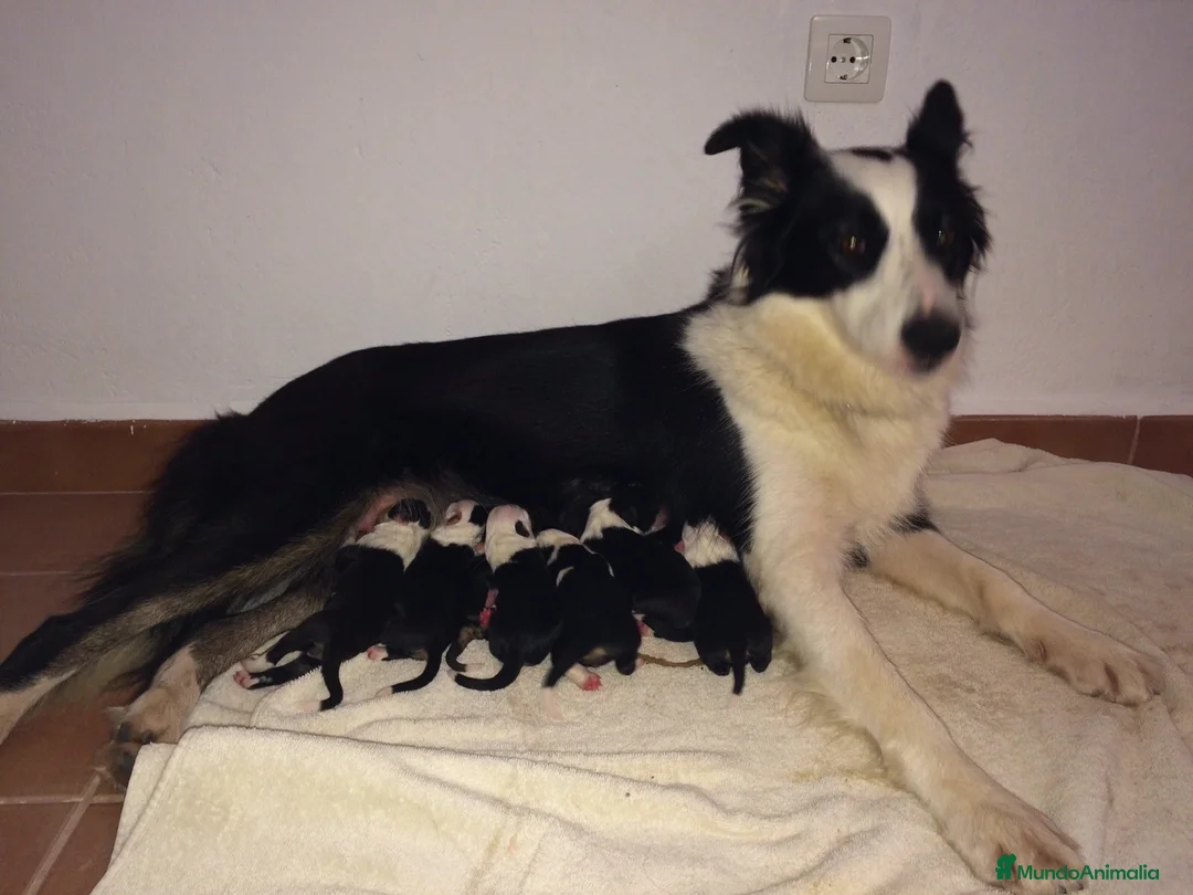 Border Collie perros en venta: Border Collie De Villa Biznaga - Anuncio 9