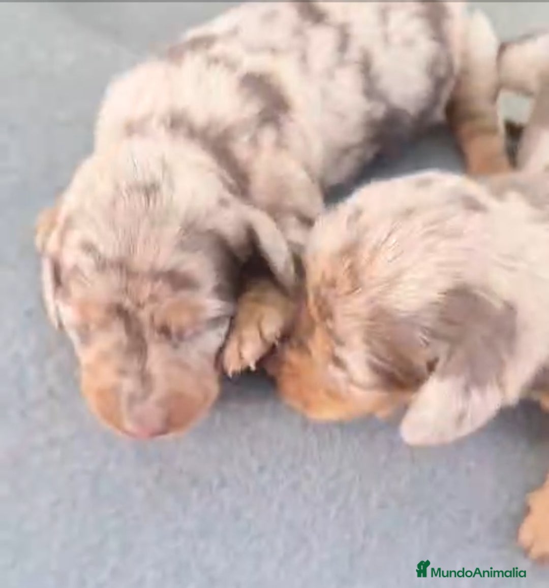 Teckel Miniatura perros Teckel kanichen - Anuncio 5