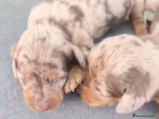 Teckel Miniatura perros Teckel kanichen - Anuncio 5