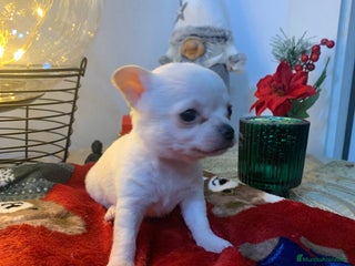 Chihuahua perros en Illes Balears - Anuncio 3