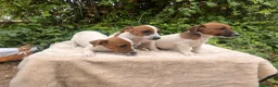 Jack Russell Terrier perros en venta: Jack Russell 500€ precio real  - Anuncio 10