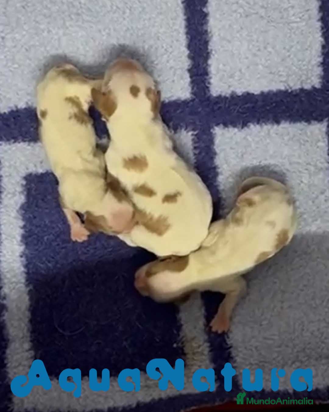 Cavalier King Charles Spaniel perros en venta: Camada Cavalier King de Moly y Nanu - AQUANATURA en Barcelona - Imagen 1