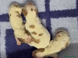 Cavalier King Charles Spaniel perros en Barcelona - Anuncio 2