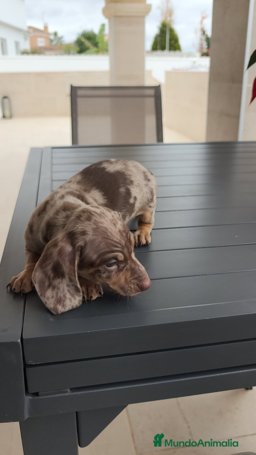 Teckel Miniatura perros en venta: Teckel mini Arlequín  - Anuncio 6