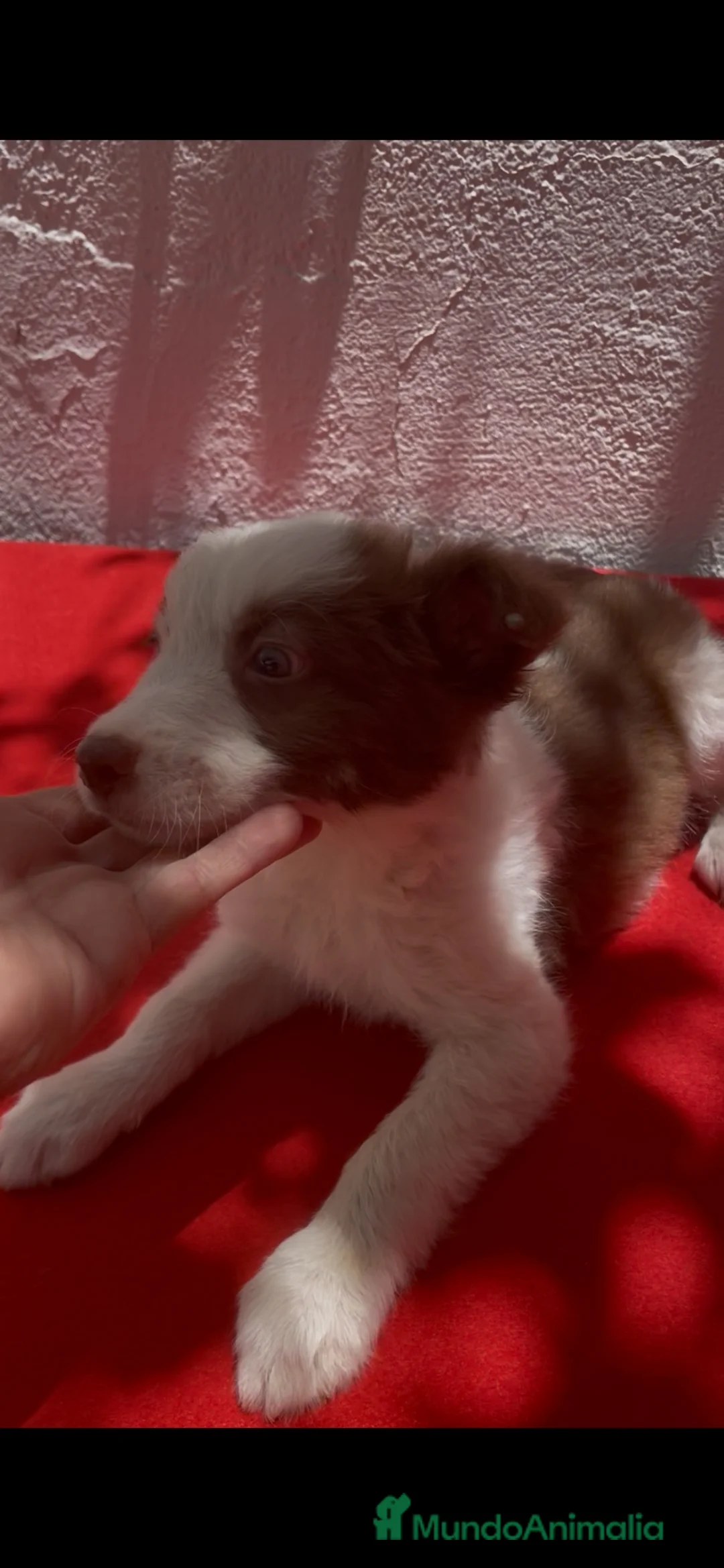 Border Collie perros en venta: Excelentes cachorros Border collie  - Anuncio 4