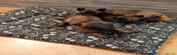 Pastor Belga Malinois perros en venta: Cachorros de pastor belga malinois - Anuncio 2