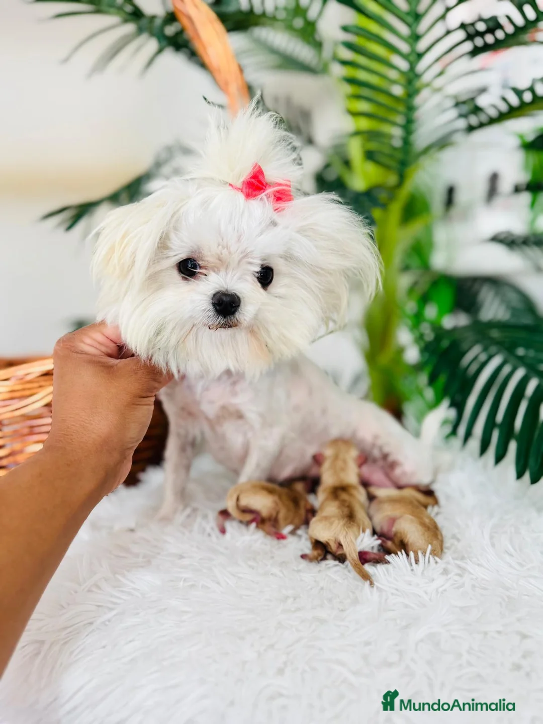 Maltipoo perros en venta: MALTIPOO TOY - Anuncio 33