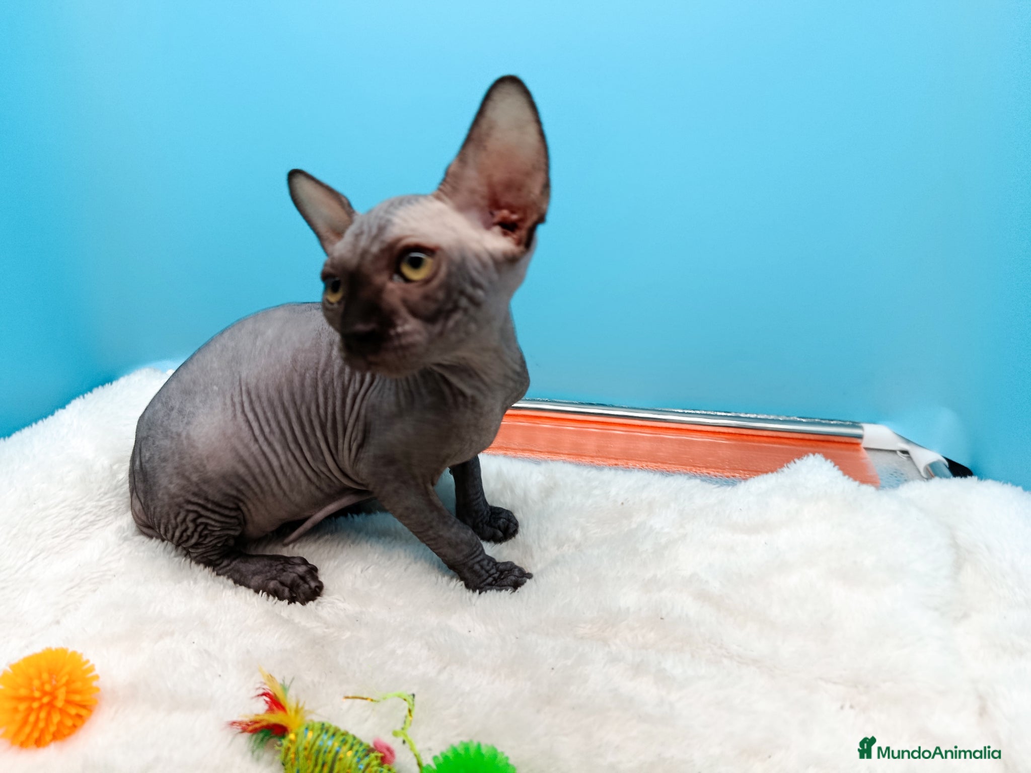 Sphynx gatos en venta: Parejita de Sphynx  - Anuncio 25