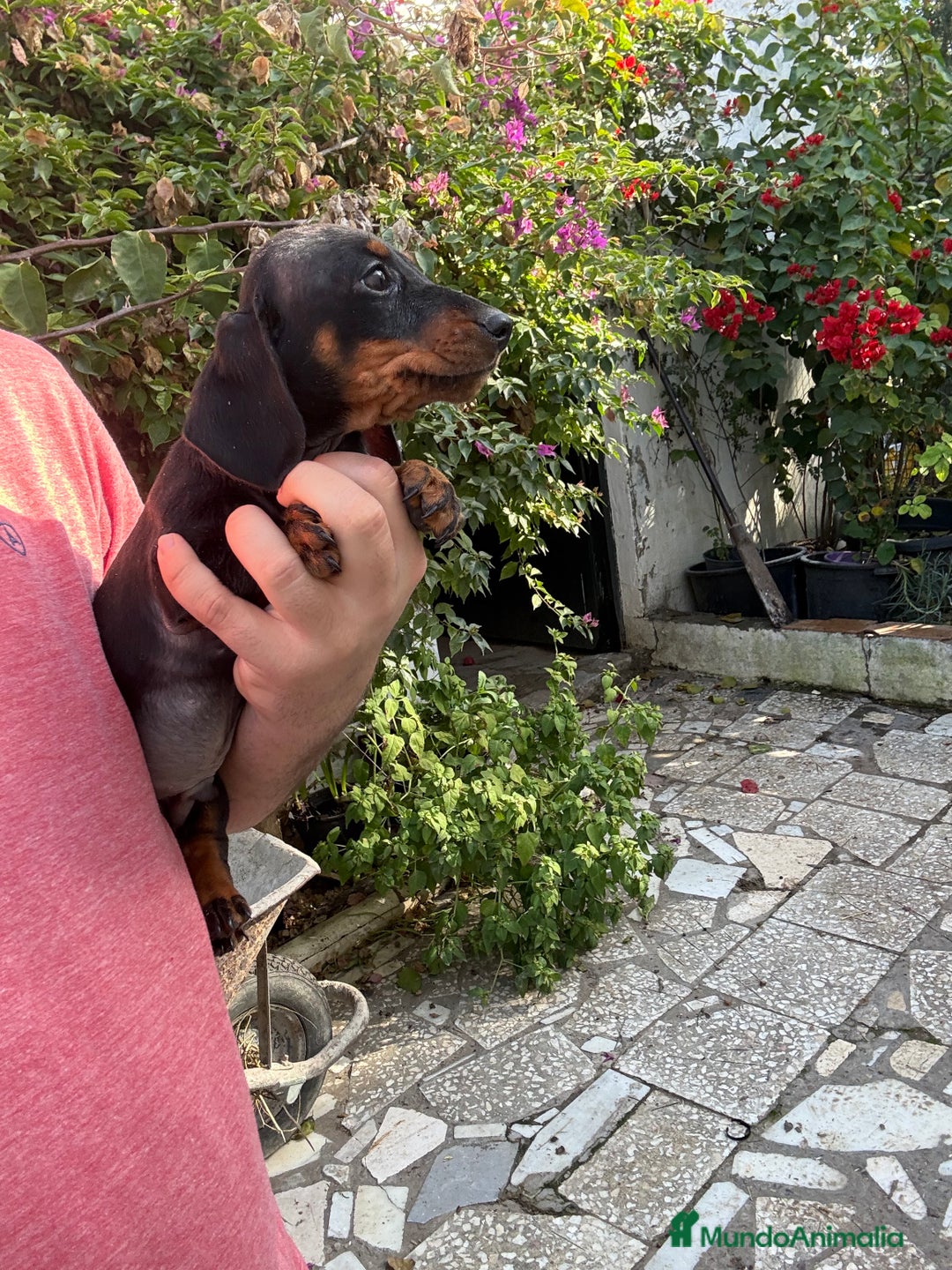 Teckel perros en venta: Teckels mini y kaninchen  - Anuncio 1