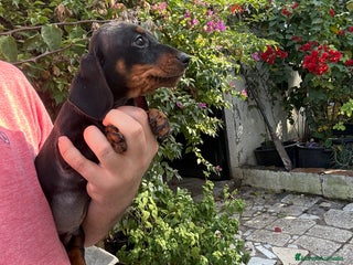 Teckel perros Teckels mini y kaninchen - Anuncio 2