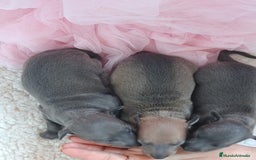 Pequeño Lebrel Italiano perros en venta: Pequeño lebrel Italiano  - Imagen 4