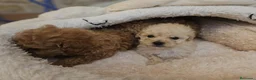 Caniche Toy perros en venta: Reserva tu caniche Prao Toro 🧡 en Madrid - Anuncio 14
