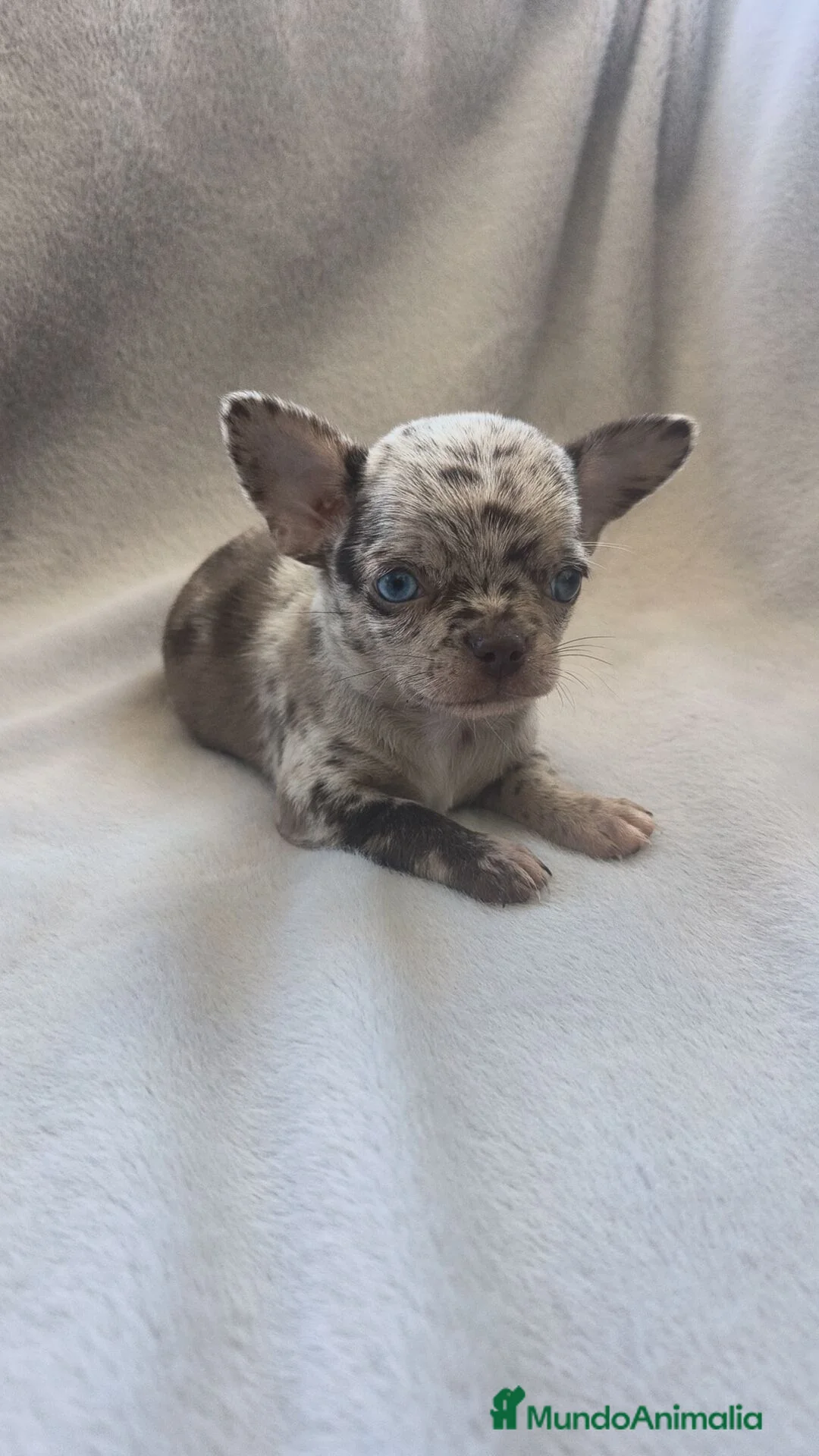 Chihuahua perros en venta: CHIHUAHUA MERLE TOY EXCLUSIVOS  - Anuncio 2