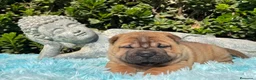 Shar Pei perros en venta: PRECIOSOS BEBES SHARPEI en Málaga - Anuncio 4