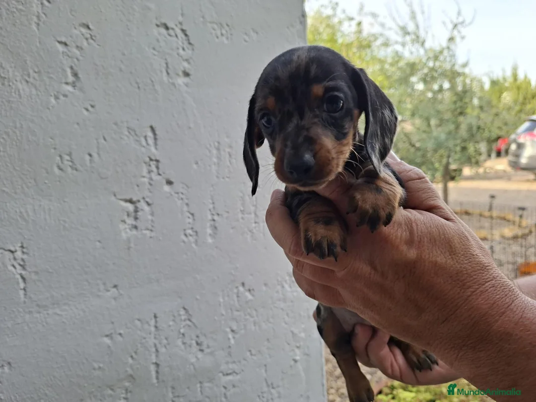 Teckel Miniatura perros en venta: TECKEL KANNINCHEN ARLEQUIN PLATA - Anuncio 1