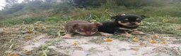 Chihuahua perros en venta: CHIHUAHUAS CABEZA DE MANZANA  - Anuncio 6