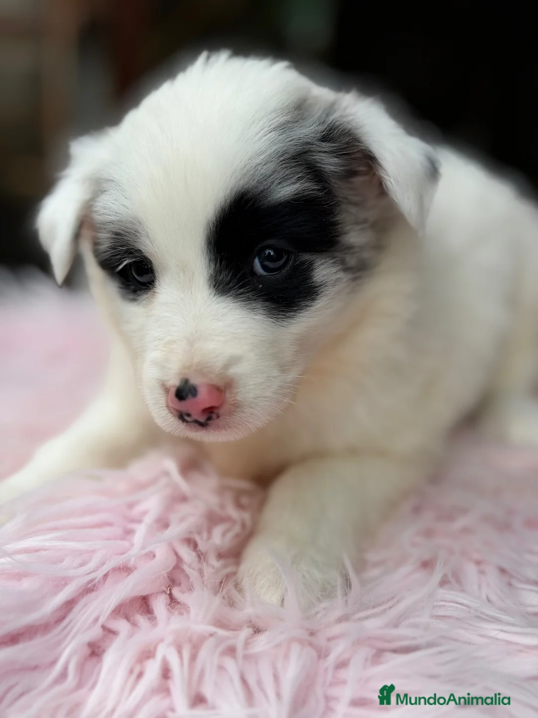 Border Collie perros en venta: Border blanco y Merle hembra  - Anuncio 2