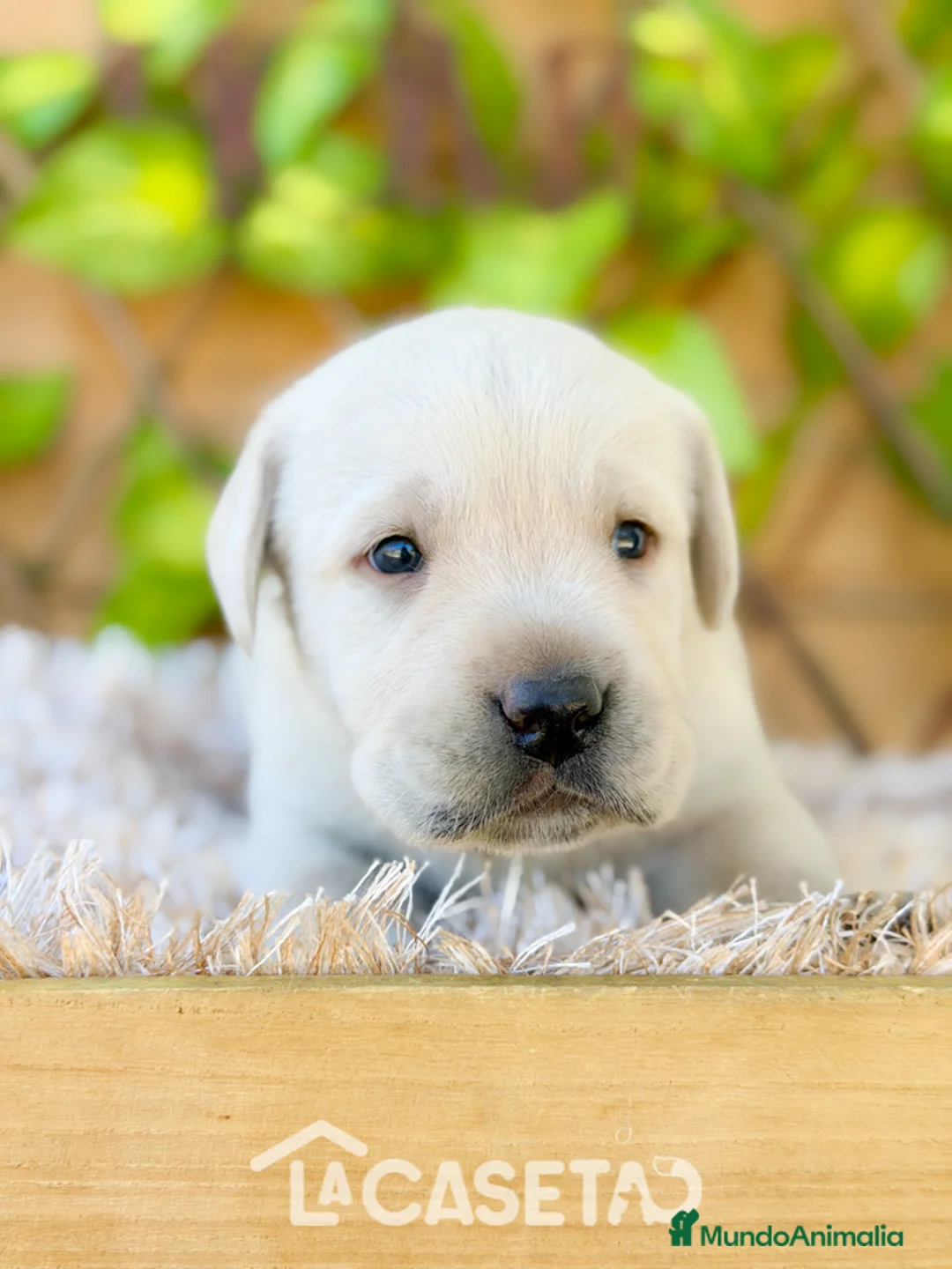 Labrador Retriever perros en venta: Camada de Helena - Anuncio 2