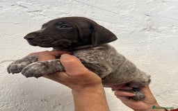 Braco Alemán de Pelo Corto perros en venta: Camada Braco Alemán  - Imagen 1