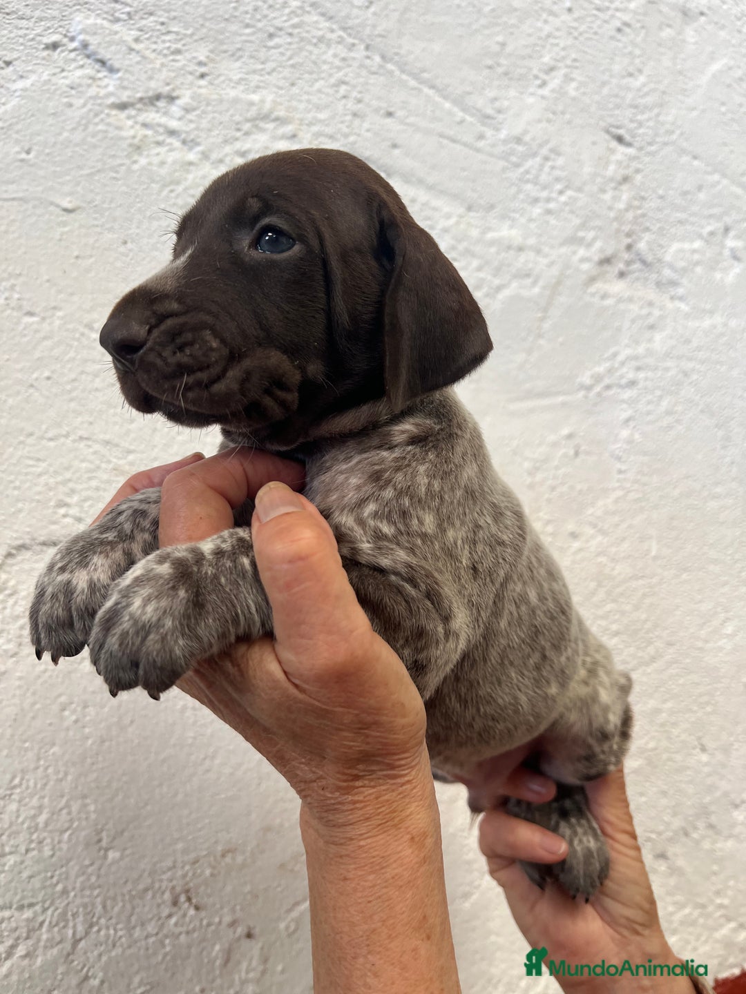 Braco Alemán de Pelo Corto perros en venta: Camada Braco Alemán  - Imagen 1