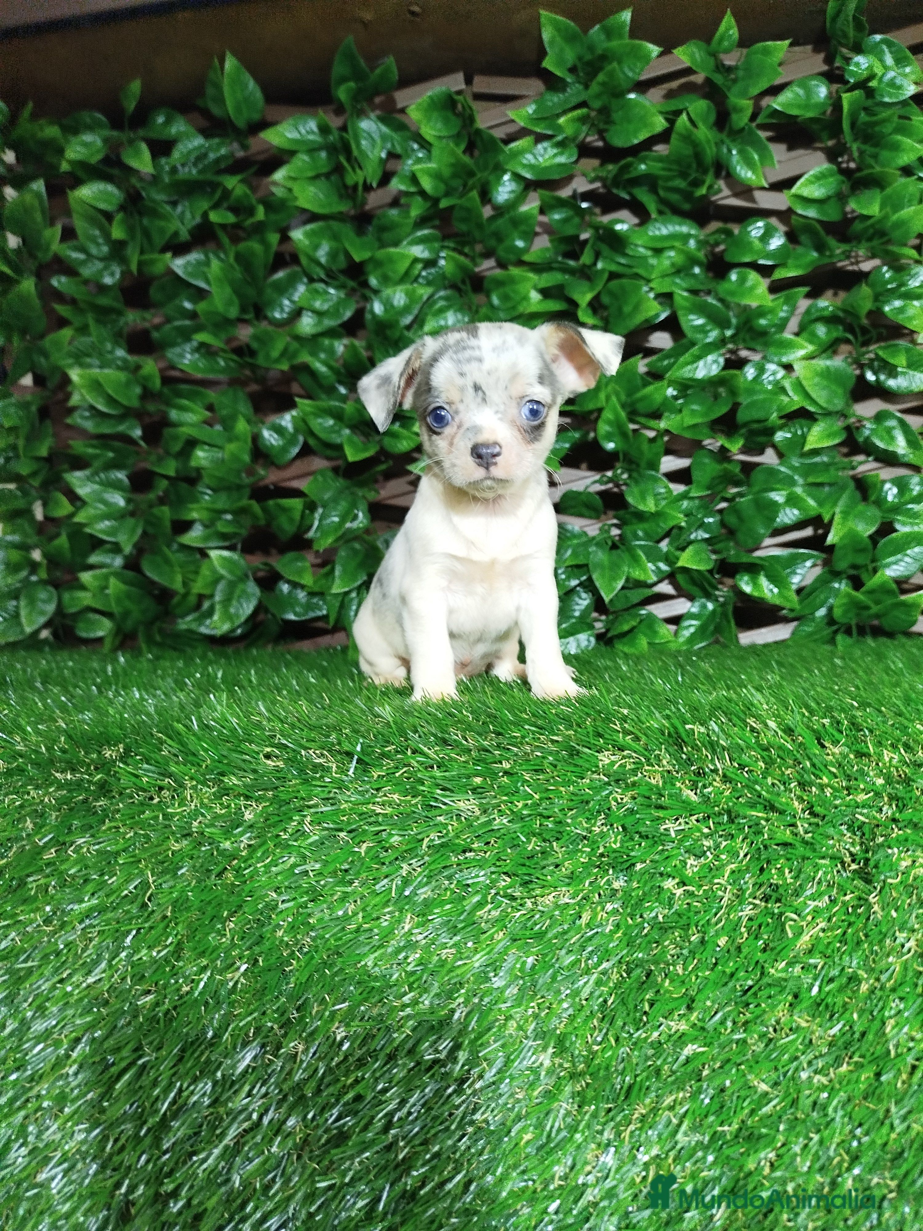 Chihuahua perros Chihuahuas toy  - Anuncio 1