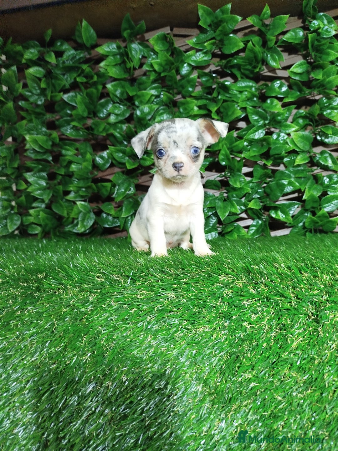 Chihuahua perros en venta: Chihuahuas toy  - Anuncio 1