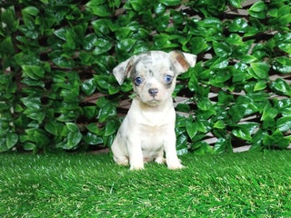 Chihuahua perros Chihuahuas toy - Anuncio 1